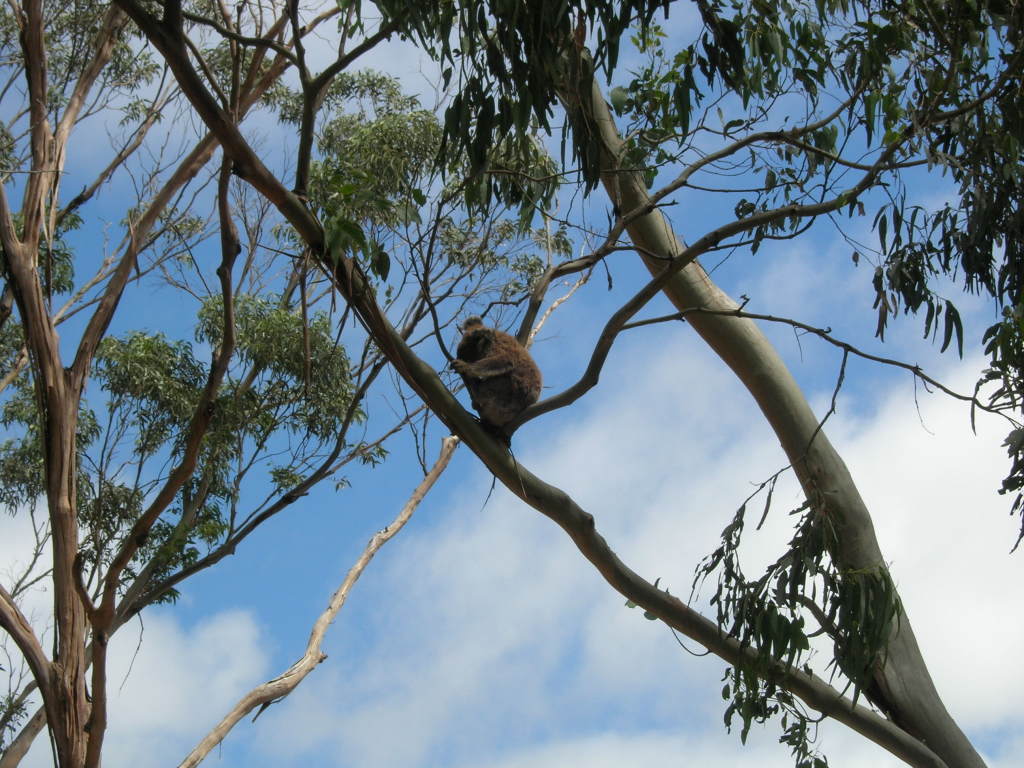 Scaled image 0220_koala_at_kenneth_river.jpg 