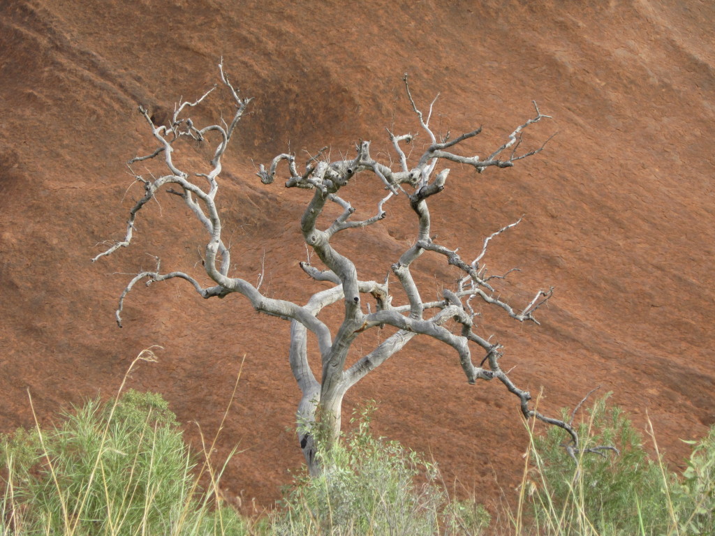 Scaled image 1547_tree.jpg 