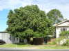 Thumbnail 0711_mango_tree.jpg 