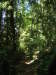 Thumbnail 0734_rainforest.jpg 