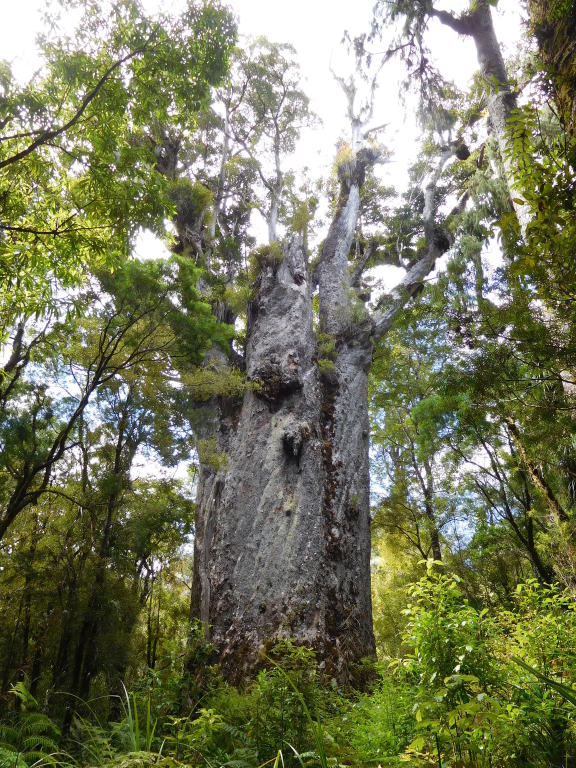 Scaled image 0812_te_matua_ngahere.jpg 