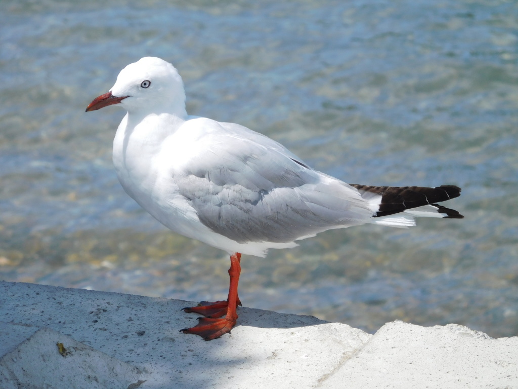 Scaled image 1035_bird_at_mapua_harbor.jpg 