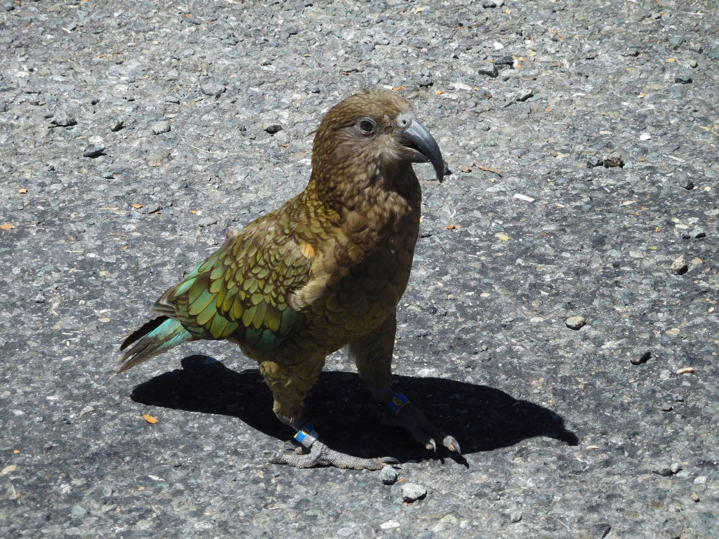 Scaled image 1382_kea.jpg 