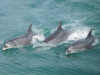 Thumbnail 0733_dolphins.jpg 